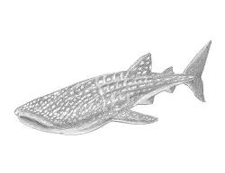 How to Draw a Whale Shark