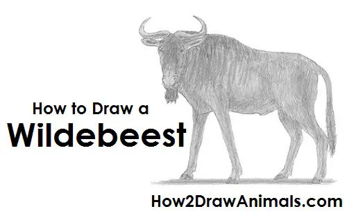 How To Draw A Wildebeest How To Draw Wildebeest