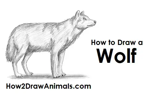 How to Draw a Gray Wolf Side View