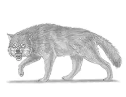 How to Draw a Wolf Snarling Angry