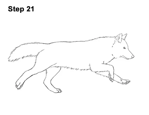 How to Draw a Wolf (Running) VIDEO & Step-by-Step Pictures