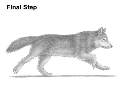 How to Draw a Wolf (Running) VIDEO &amp; Step-by-Step Pictures