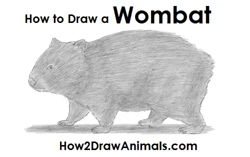 Draw a Wombat