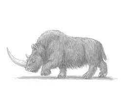 How to Draw a Woolly Rhinoceros