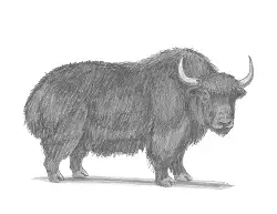 How to Draw a Domestic Himalayan Yak