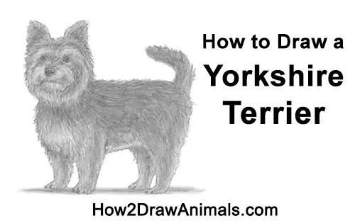 How to Draw a Yorkshire Terrier Dog