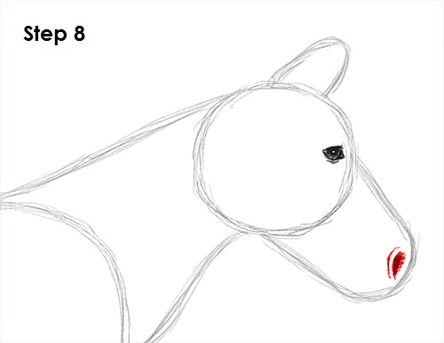 Zebra Drawing 8 Draw Zebra 8