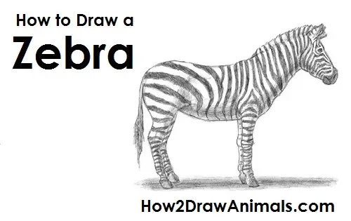 Zebra Drawing Draw Zebra