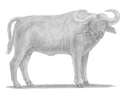 How to Draw an African Cape Buffalo