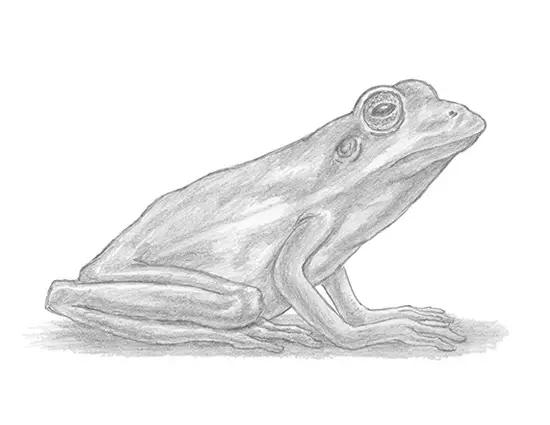 How to Draw a Frog