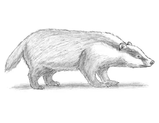 How to Draw a Badger