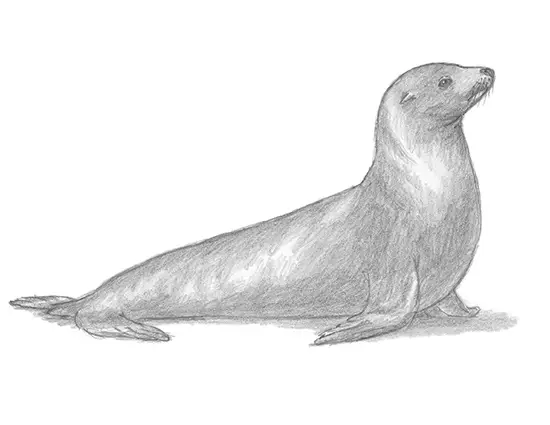 How to Draw a Seal