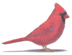 How To Draw A Cardinal Video Step By Step Pictures
