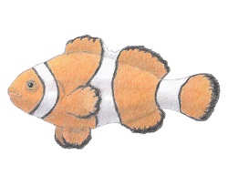 How to draw a Clownfish Nemo