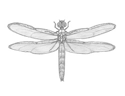 How to Draw a Dragonfly