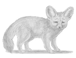 How to Draw a Fennec Fox