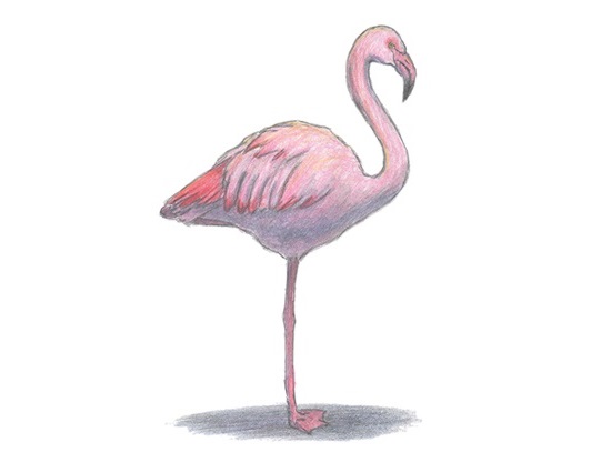 How to Draw a Flamingo