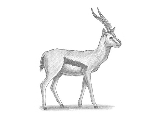 gazelle steps
