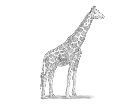 How to Draw a Giraffe