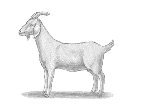 How to Draw a Goat