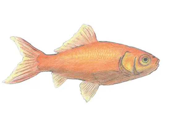 How to Draw a Goldfish