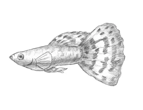 How to Draw a Fish Guppy