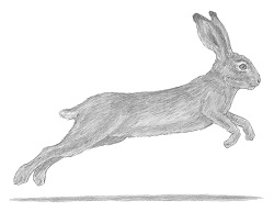 How to Draw a Hare Jackrabbit