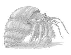 How to Draw a Hermit Crab