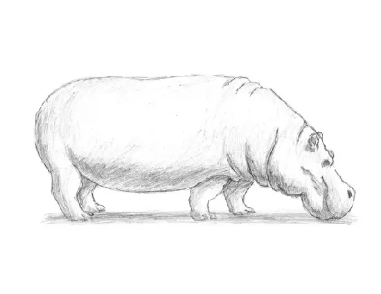 How to Draw a Hippopotamus