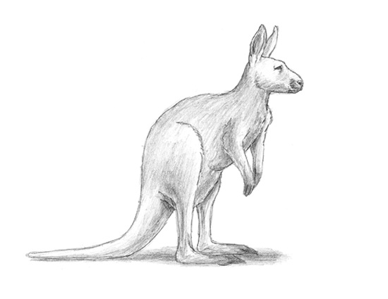 How to Draw a Kangaroo