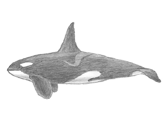 How to Draw a Killer Whale