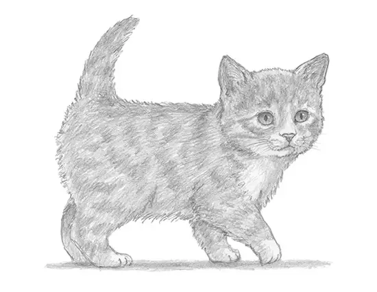 How to Draw a Cat (Tabby Kitten)