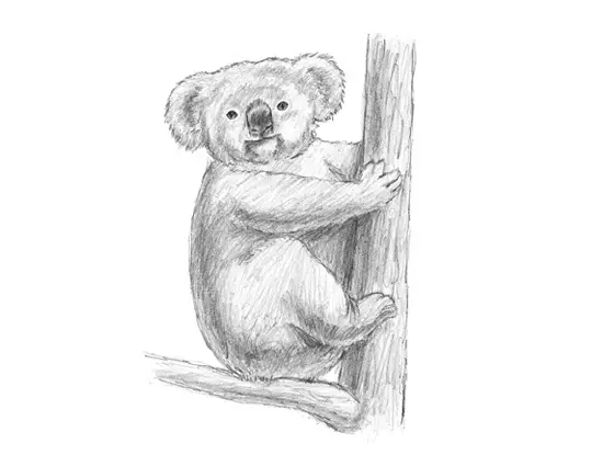 How to Draw a Koala