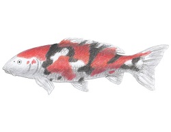 How to Draw a Koi Fish