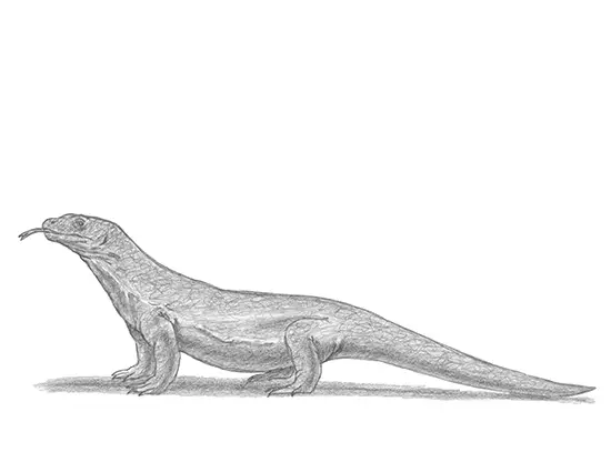 How to Draw a Komodo Dragon
