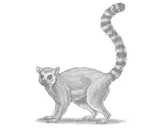 How to Draw a Ring-Tailed Lemur