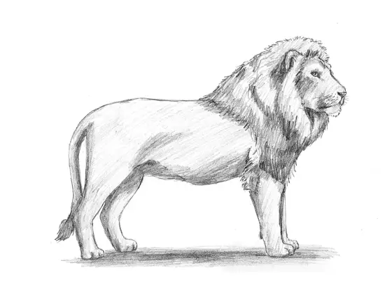 How to Draw a Male Lion