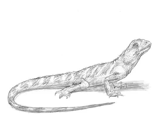 How to Draw a Lizard