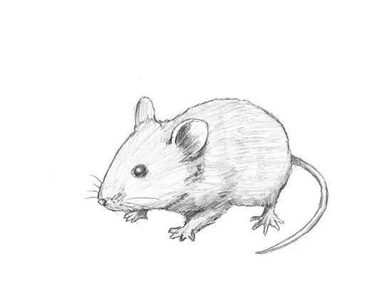 How to Draw a Mouse