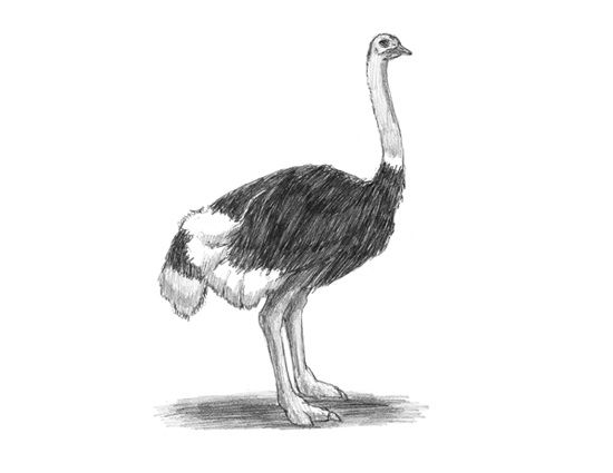 How to Draw an Ostrich