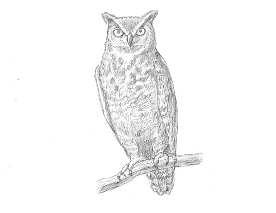 How to draw a Great Horned Owl