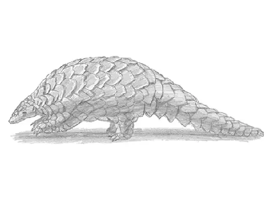 How to Draw a Pangolin