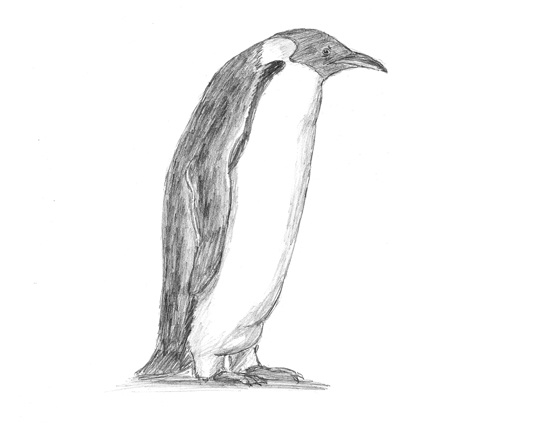 How to Draw an Emperor Penguin