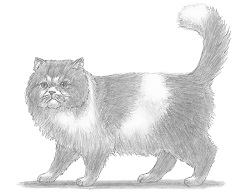 How to Draw a Cat (Persian)