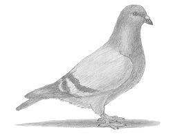 How to Draw a Pigeon