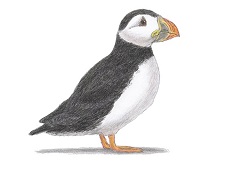 How to Draw a Puffin