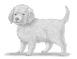 How to draw a Labrador Puppy