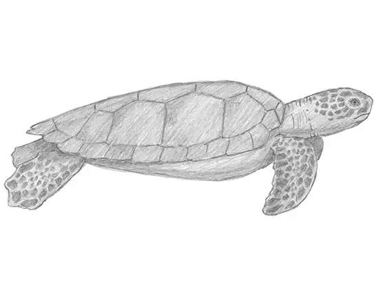 How to Draw a Green Sea Turtle
