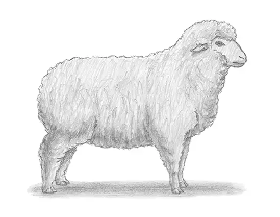 How to Draw a  Sheep Wool Side View