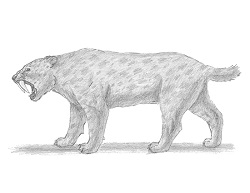 How to Draw a Saber-toothed Tiger